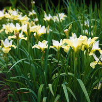 Butter & Sugar' Siberian Iris, Stunning Display of Butter Yellow and White Blooms