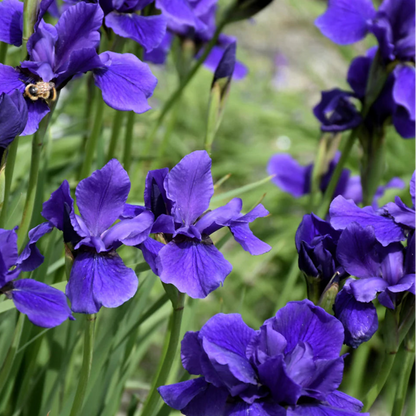 Purple-Blue Flower, Petals Edged with White