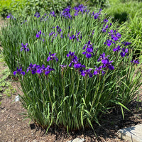 Iris Sibirica 'Caesar'S Brother' Siberian Iris - [EG]