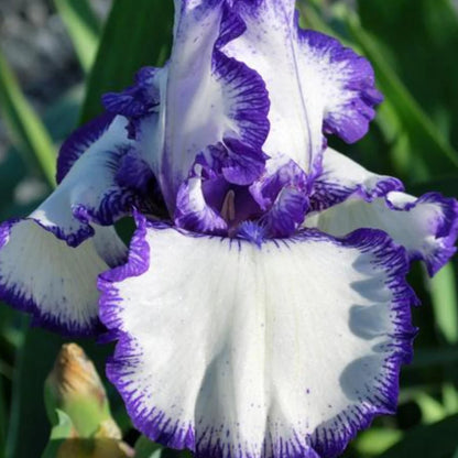 Germanica Autumn Circus Bearded German Iris