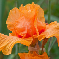 Iris Germanica 'Maid of Orange' Bearded German Iris
