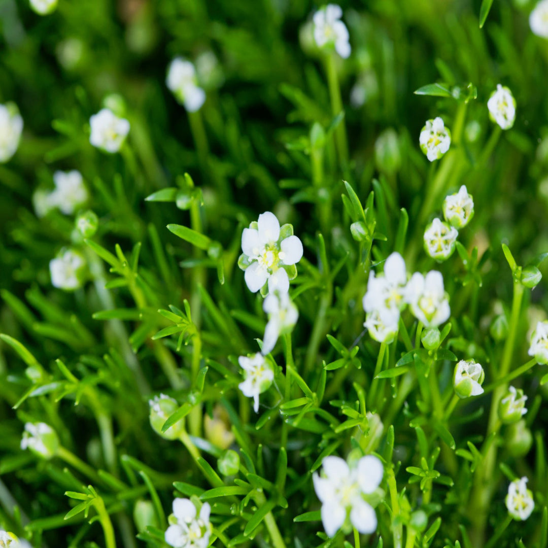 Sagina Subulata Irish Moss 10 Count Flat of 4.5" Pots