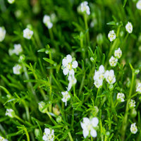 Irish moss ground cover plant dense green carpet for garden landscaping
