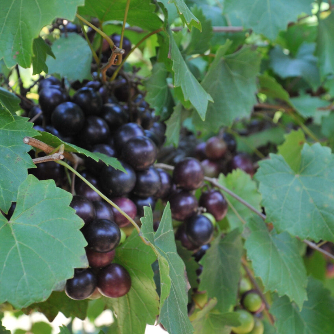 Ison Black Muscadine - Pixies Gardens