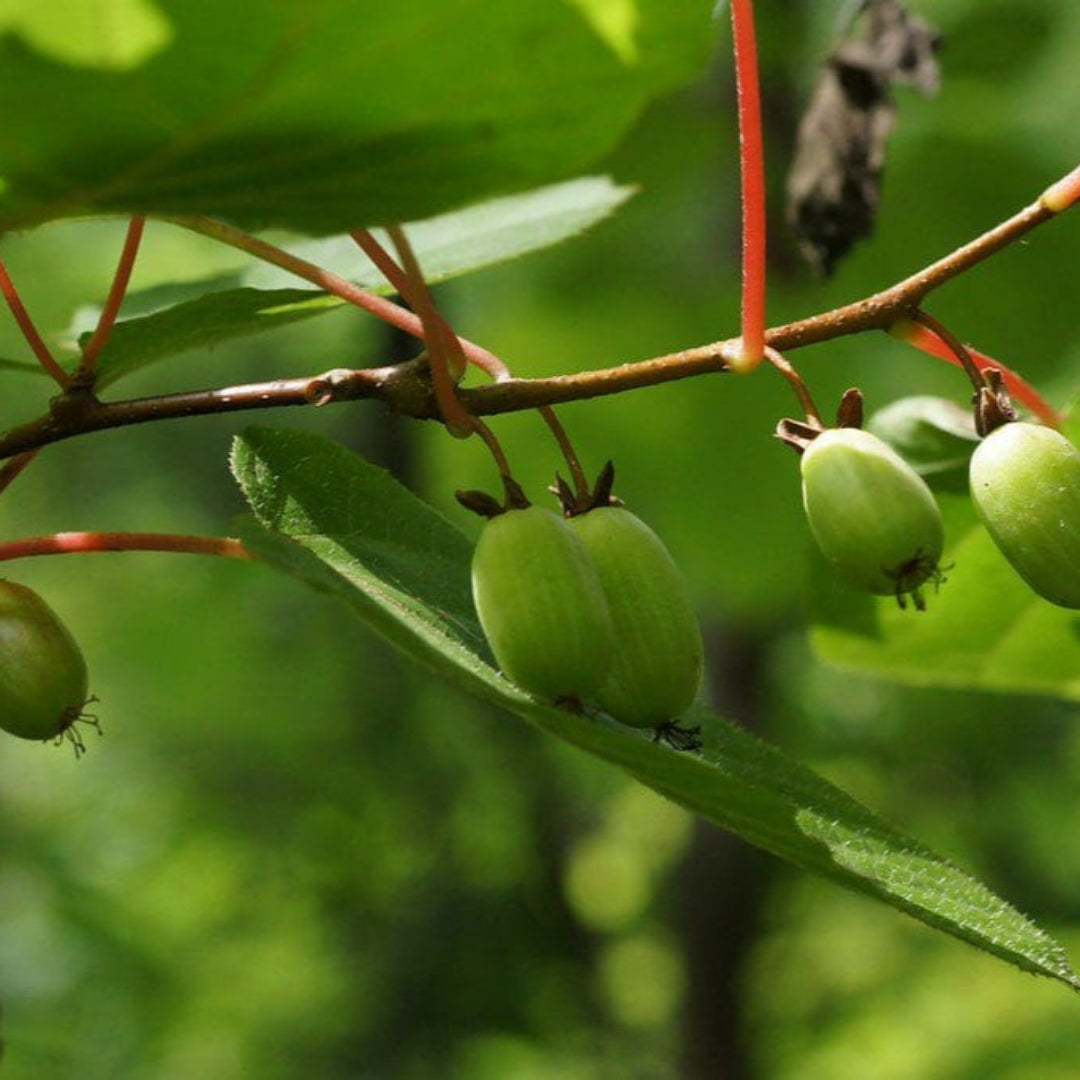 Buy Issai Hardy Kiwi Vine Plants & Trees Online | Pixies Gardens