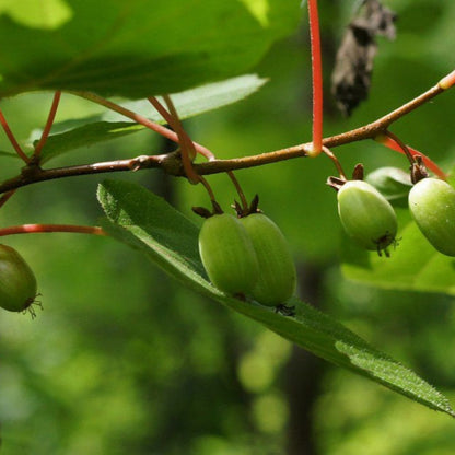 Issai Hardy Kiwi Vine