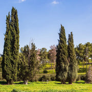 Italian Cypress is a Strikingly Thin Tall and Straight Evergreen Tree