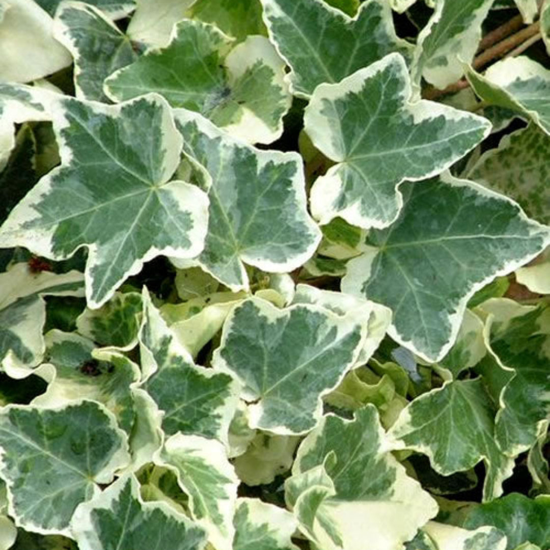 Anne Marie White Variegated Ivy 10 count flat of 4" pots