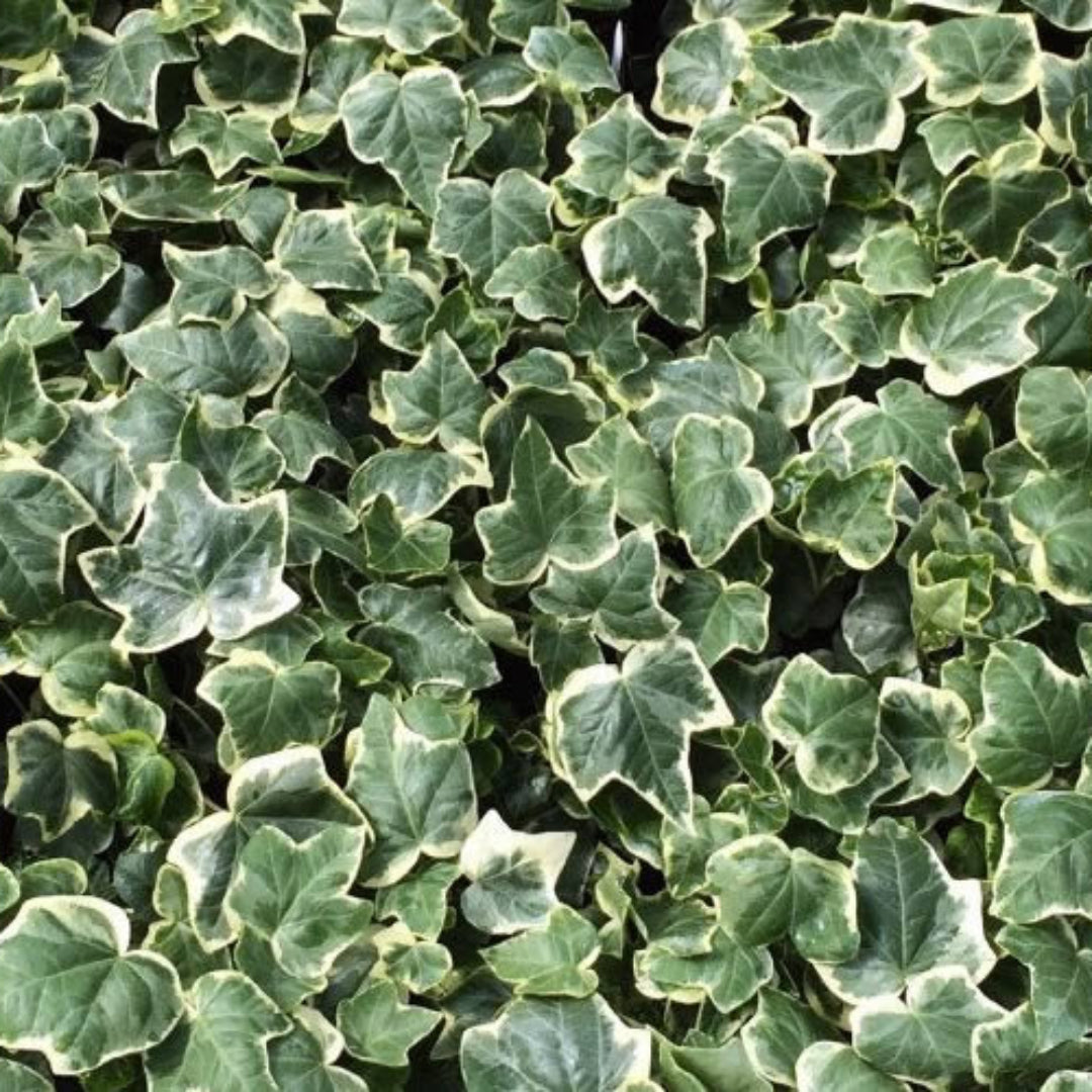 Anne Marie White Variegated Ivy 10 count flat of 4" pots