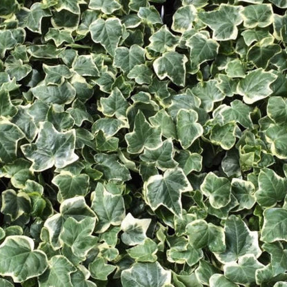 Anne Marie White Variegated Ivy 10 count flat of 4" pots