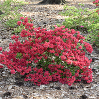 Girard'S Crimson' Azalea