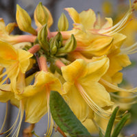 Rhododendron 'Admiral Semmes' Native Azalea