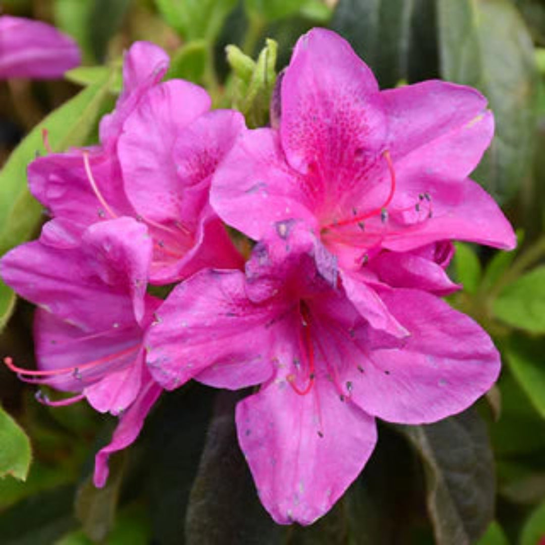 Azalea Bloom-A-Thon Lavender