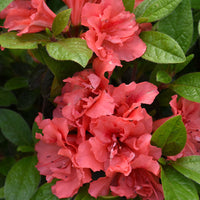 Autumn Monarch Encore Azalea