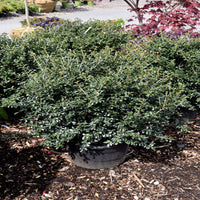 Green Luster Holly