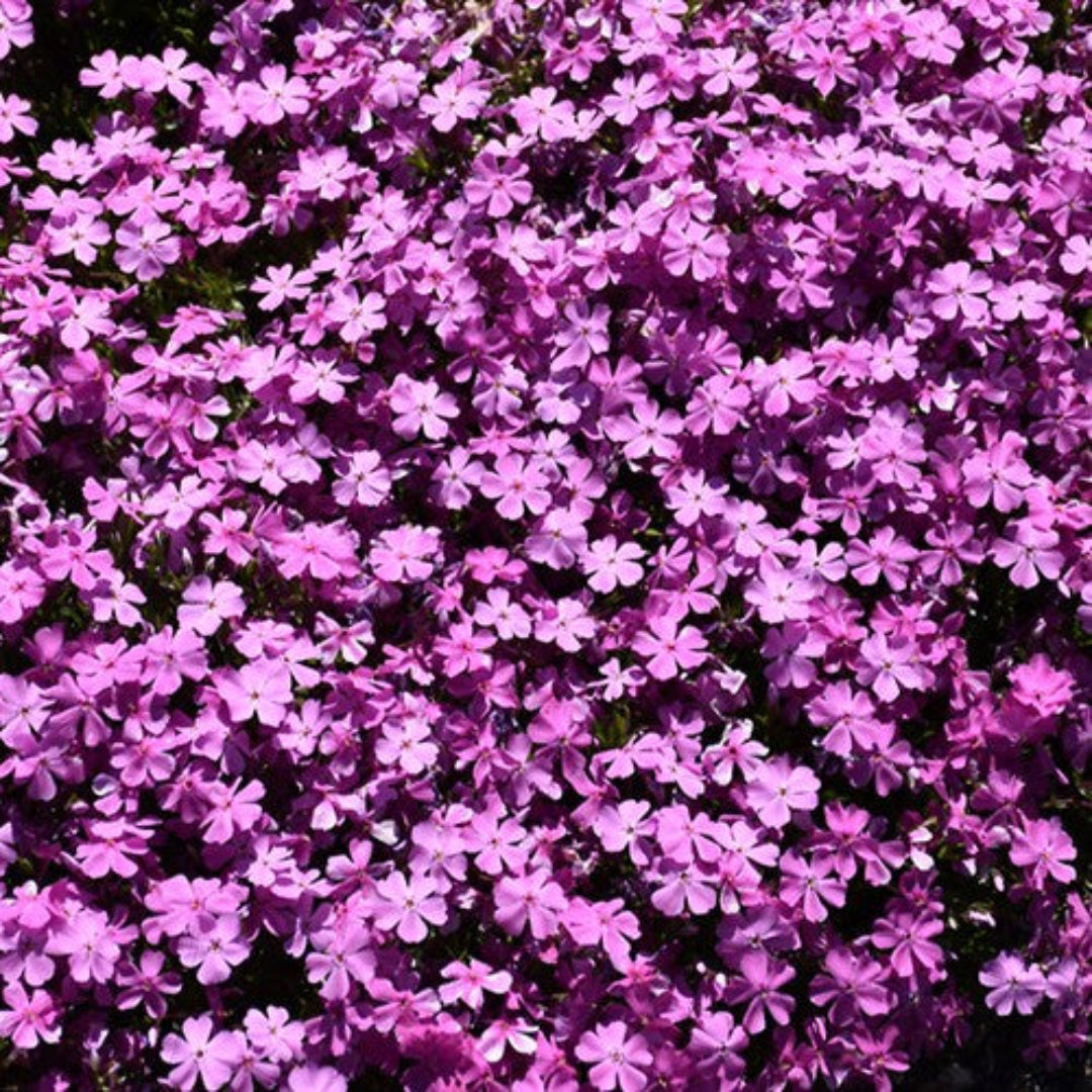 Phlox Subulata &