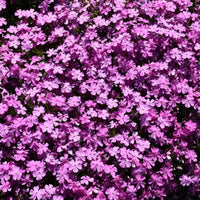 Purple Creeping Phlox garden plant