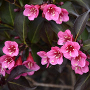 Wine & Roses Weigela