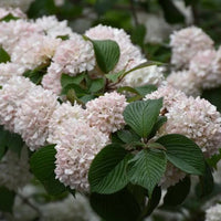 Kern's Pink Snowball Viburnum Shrub with Pink-Tinged Blooms in Spring
