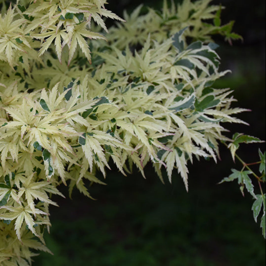 Butterfly Japanese Maple