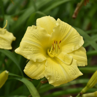 Hemerocallis Rainbow Rhythm &