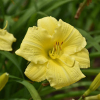 Hemerocallis Rainbow Rhythm 'Going Bananas' PP17164 Daylily