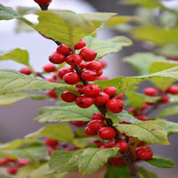 Flash Holly