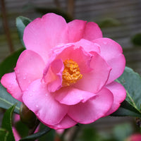Taylor's perfection Camellia