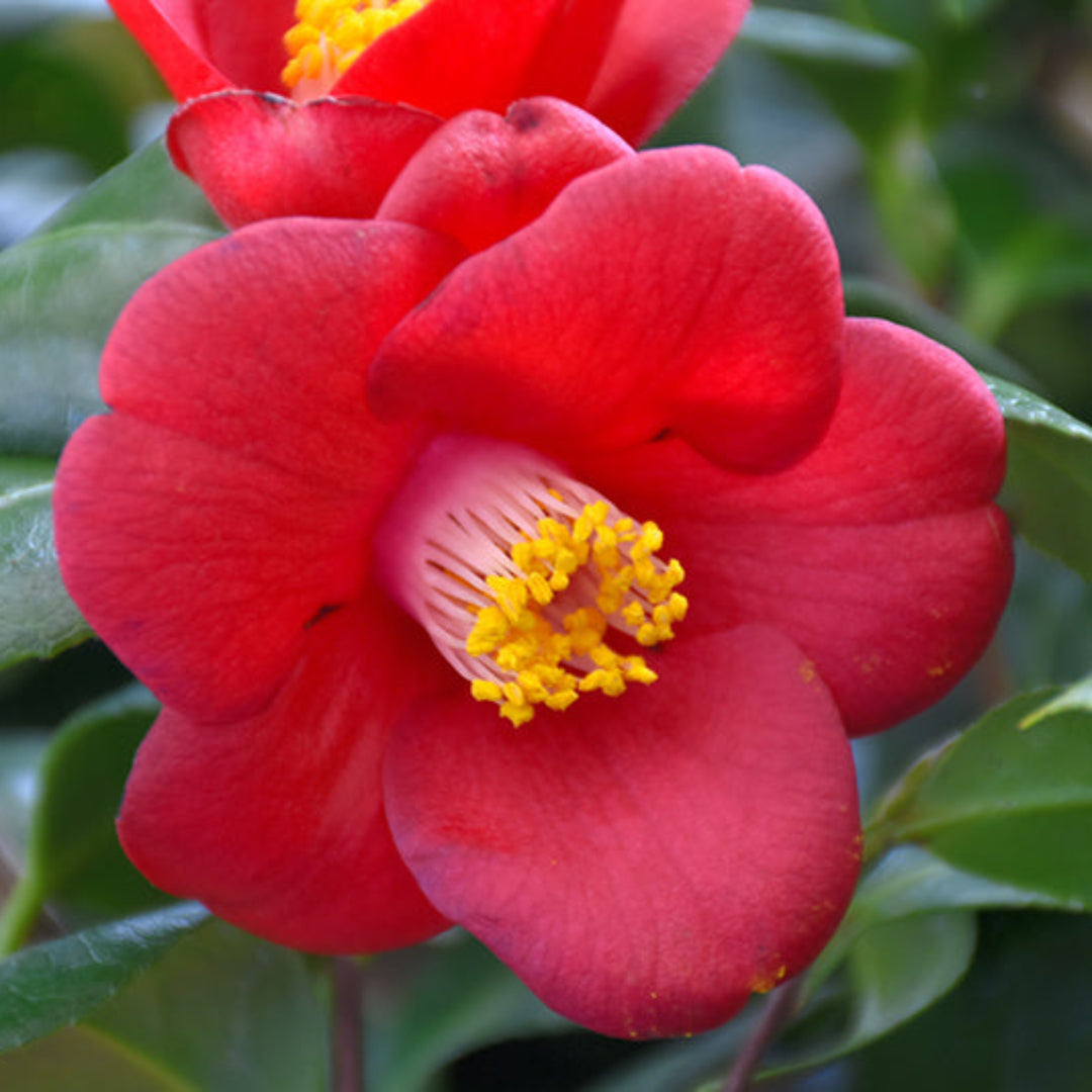 Camellia Flame-Showy Red Round Blooms