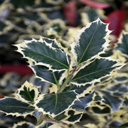 Variegated Holly- Shiny, Dark