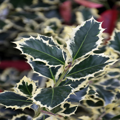 Variegated Holly- Shiny, Dark