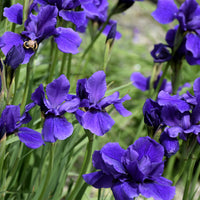 Iris Sibirica 'Caesar'S Brother' Siberian Iris - [EG]