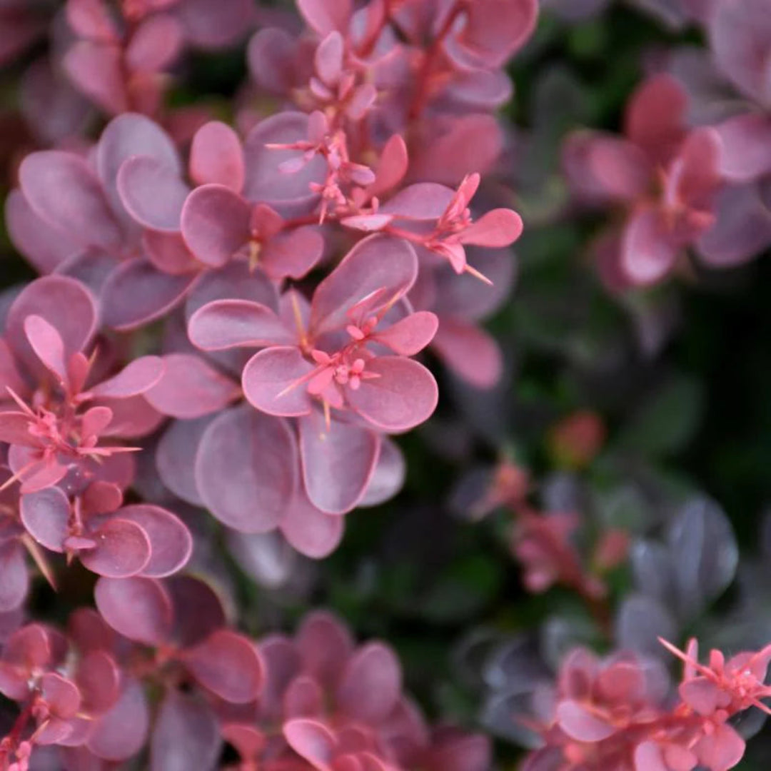 Royal Burgundy Barberry