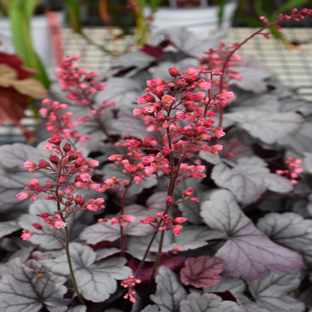 Silver Gumdrop Ppaf Coral Bells Proven Winners