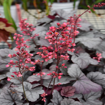 Silver Gumdrop Ppaf Coral Bells Proven Winners