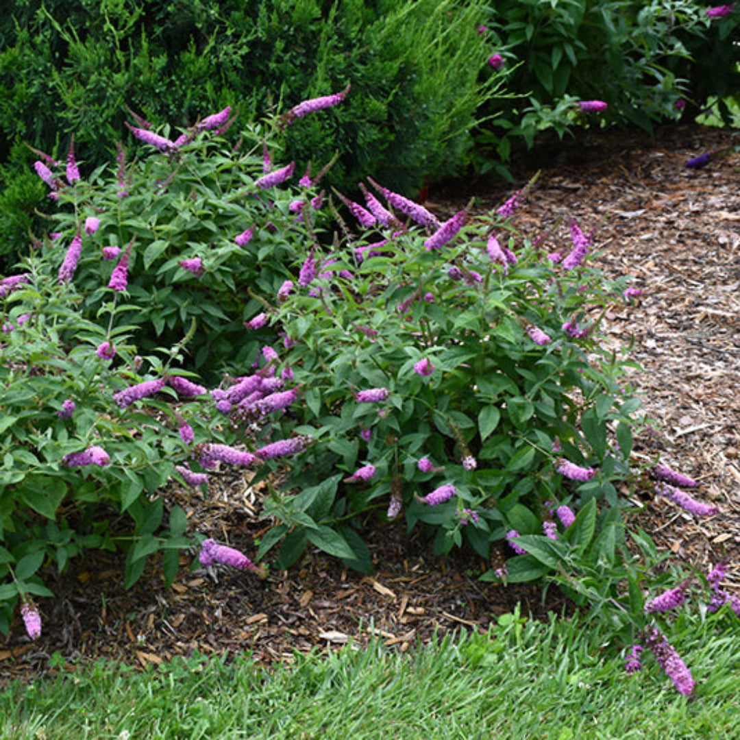 Butterfly Bush Lo &amp; Behold &