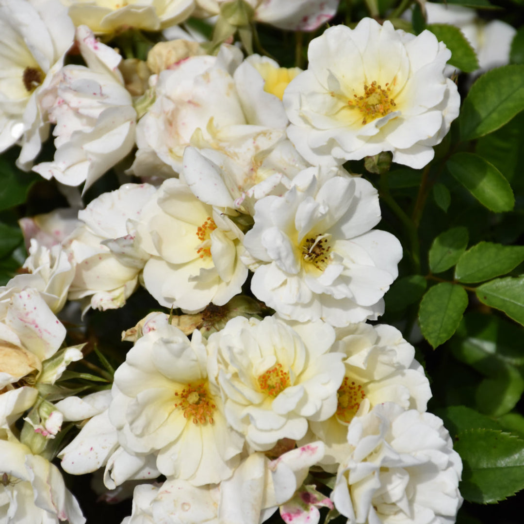 White Drift Rose