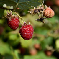 Caroline Raspberry