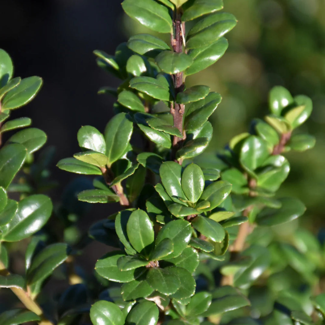 Steeds Japanese Holly