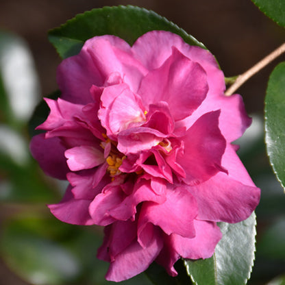 Sparkling Burgundy Camellia