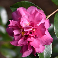 Sparkling Burgundy Camellia