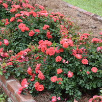 Bright coral petals highlight dense Coral Drift Rose growth