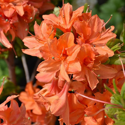 Bloom N Again Orange Frost Azalea