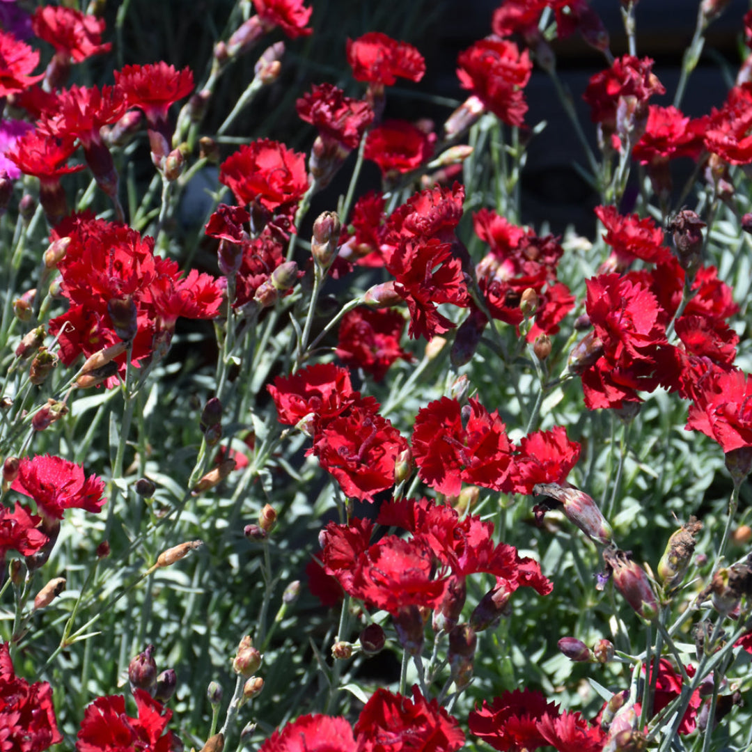 Dianthus x &