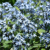 'Storm Cloud' Bluestar
