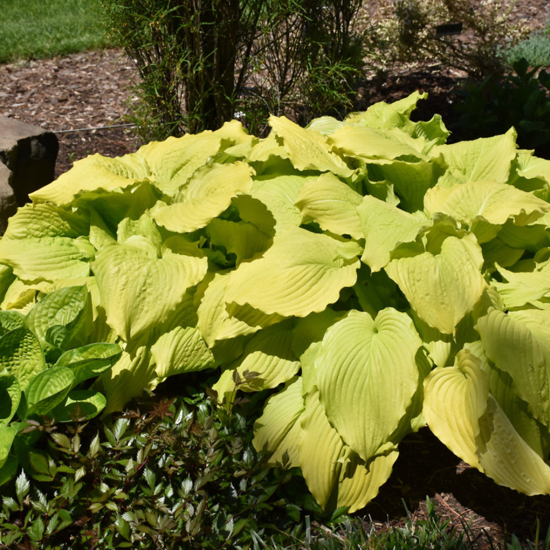 Hosta &