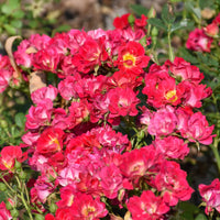 Soft pink blossoms cluster across Pink Drift Rose foliage