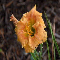 Hemerocallis Rainbow Rhythm 'Orange Smoothie' - [EG]