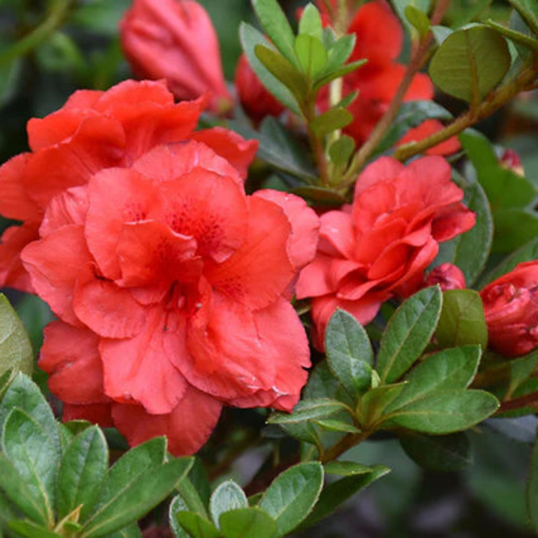 Rebloom Azalea Coral Amazement