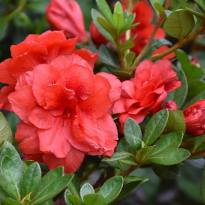 Rebloom Azalea Coral Amazement